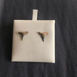 Shark tooth studs